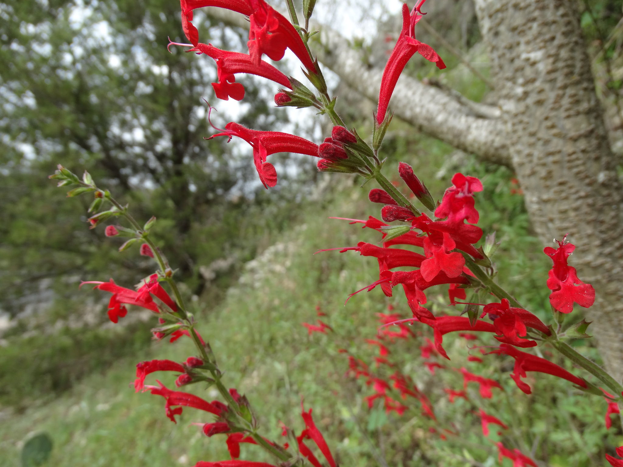 Salvia roemeriana